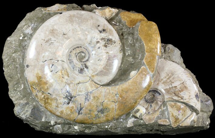Wide Polished Ammonite Cluster - Cyber Monday Deal! #51539